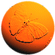 animated gifs