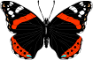 animated gifs
