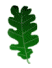 animated gifs