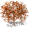 animated gifs